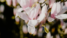 玉兰花美丽图片