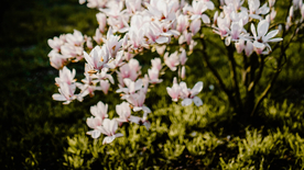 玉兰花美丽图片