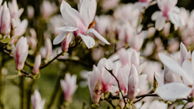 玉兰花美丽图片