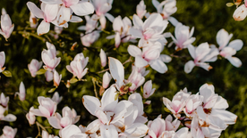 玉兰花美丽图片