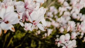 玉兰花美丽图片
