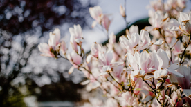 玉兰花美丽图片