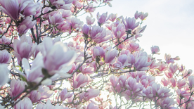 玉兰花美丽图片