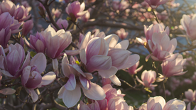 玉兰花美丽图片