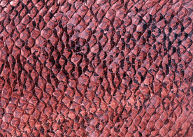 皮革纹理素材图片