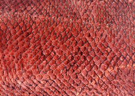 皮革纹理素材图片