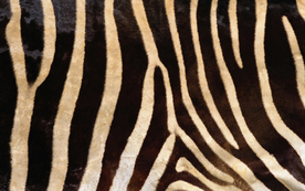 皮革纹理素材图片