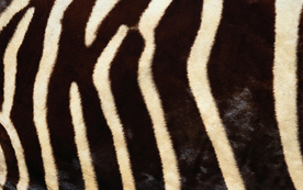 皮革纹理素材图片