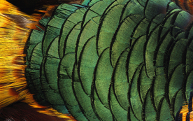 皮革纹理素材图片