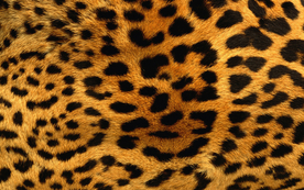 皮革纹理素材图片