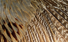 皮革纹理素材图片