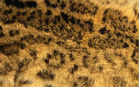 皮革纹理素材图片