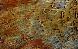 皮革纹理素材图片