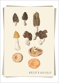 9款入蘑菇 植物图鉴