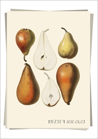 梨 果实 植物图鉴