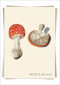 毒蝇伞 蘑菇 植物图鉴