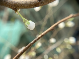 李子花