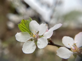 樱桃花