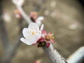杏花