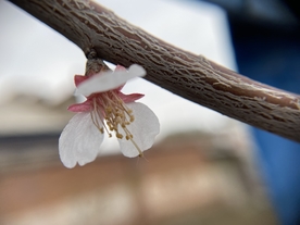 杏花