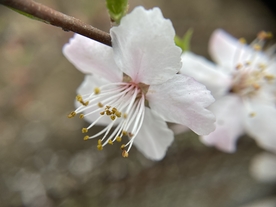 杏花