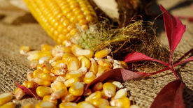 玉米五谷杂粮图片