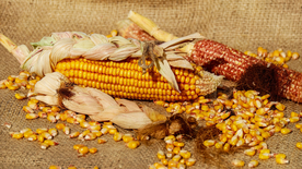 玉米五谷杂粮图片