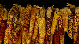 玉米五谷杂粮图片