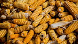 玉米五谷杂粮图片