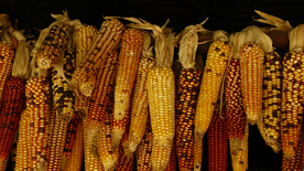 玉米五谷杂粮图片