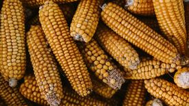 玉米五谷杂粮图片