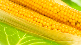 玉米五谷杂粮图片