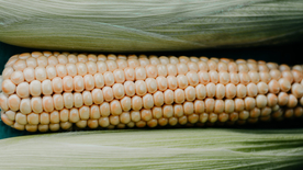 玉米五谷杂粮图片