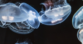 水母海蜇唯美梦幻图片