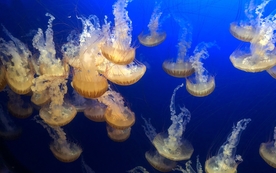 水母海蜇唯美梦幻图片