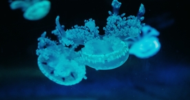 水母海蜇唯美梦幻图片