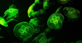 水母海蜇唯美梦幻图片