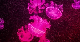 水母海蜇唯美梦幻图片