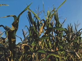 绿色玉米田地图片