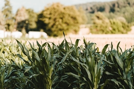 绿色玉米田地图片