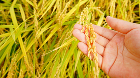 稻穗稻谷稻子丰收图片