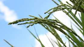 稻穗稻谷稻子丰收图片