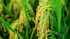 稻穗稻谷稻子丰收图片