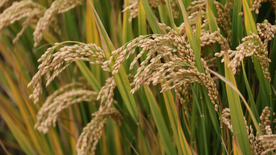 稻穗稻谷稻子丰收图片