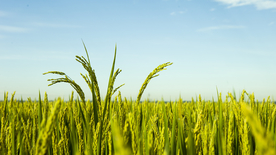 稻穗稻谷稻子丰收图片