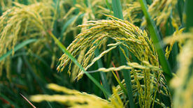 稻穗稻谷稻子丰收图片