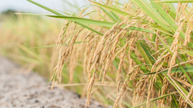 稻穗稻谷稻子丰收图片