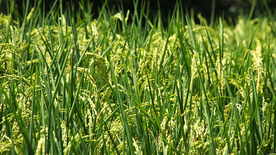 稻穗稻谷稻子丰收图片