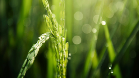 稻穗稻谷稻子丰收图片