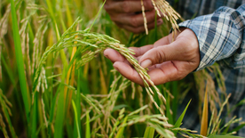 稻穗稻谷稻子丰收图片